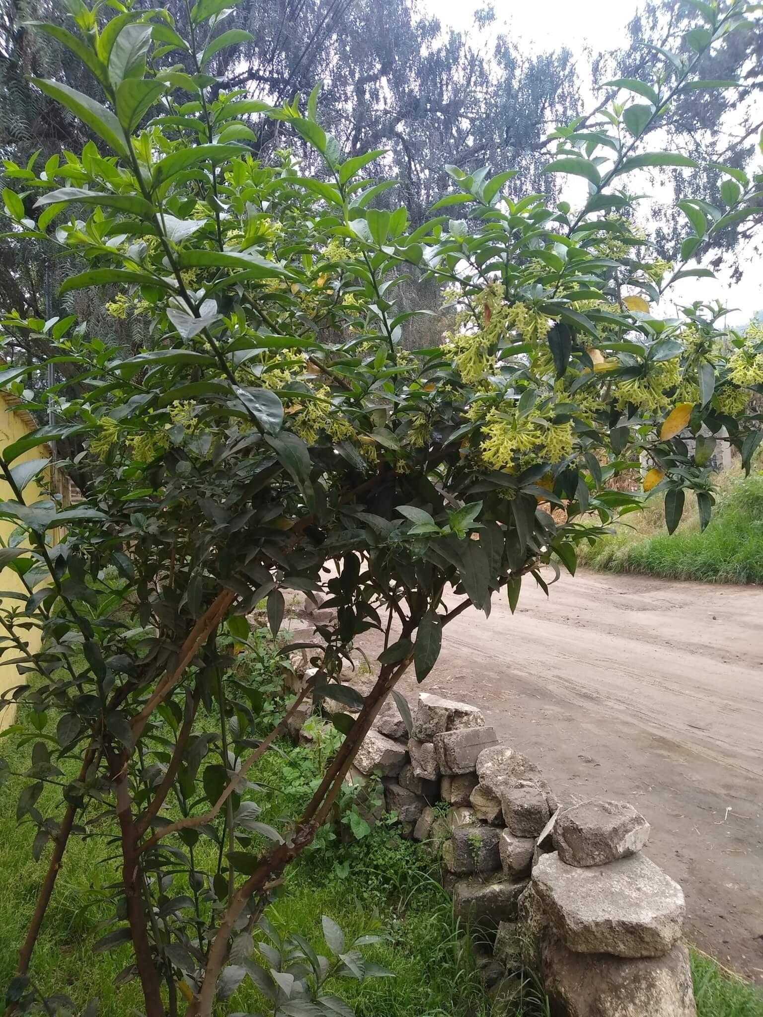 Cestrum nocturnum